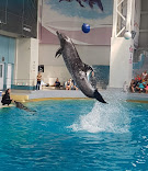 Delfinariu Constanta